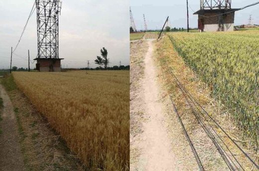 歪斜電桿、垂落線纜處置前后
